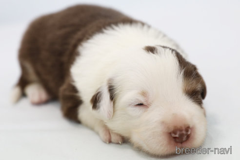 成約済の神奈川県のボーダーコリー-319178の7枚目